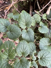 Stenogyne rotundifolia