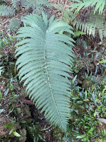 Sadleria souleyetiana observed 2022-11-05