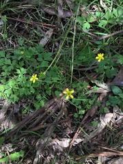 Ranunculus plebeius