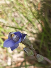 Thelymitra pauciflora