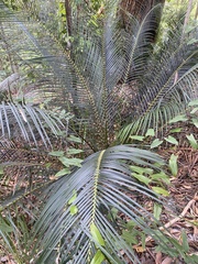 Macrozamia douglasii