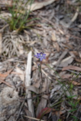 Thelymitra pauciflora