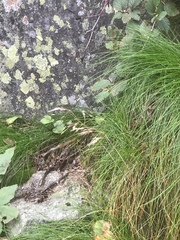 Agrostis mertensii