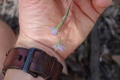Thelymitra pauciflora