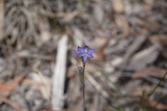 Thelymitra pauciflora