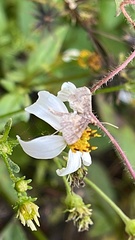 Hydrillodes lentalis