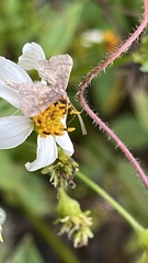 Hydrillodes lentalis