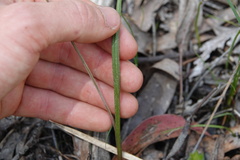 Thelymitra pauciflora