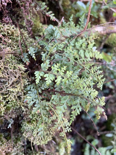 Asplenium haleakalense observed 2022-11-05