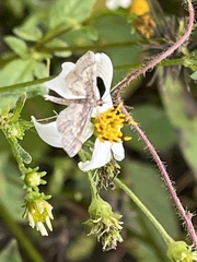 Hydrillodes lentalis