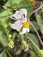 Hydrillodes lentalis