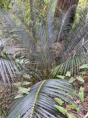 Macrozamia douglasii