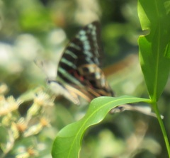Graphium colonna
