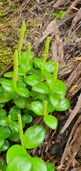 Peperomia urvilleana