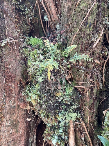 Asplenium haleakalense observed 2022-11-05
