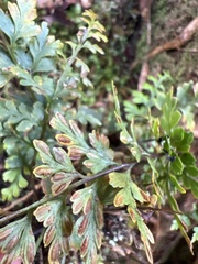 Asplenium haleakalense