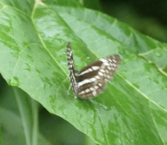 Neptis