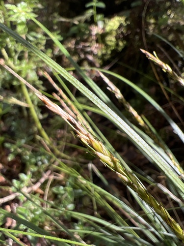 Carex uncinata observed 2022-11-05