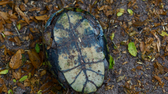 Kinosternon hirtipes murrayi