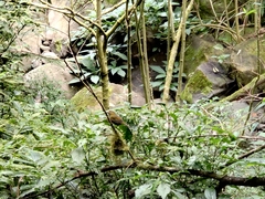 Liocichla steerii