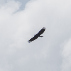 Nisaetus cirrhatus limnaeetus