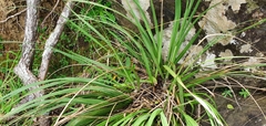 Austroderia splendens