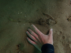 Trygonorrhina dumerilii