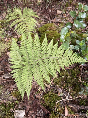 Dryopteris rubiginosa observed 2022-11-05