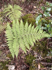 Dryopteris rubiginosa