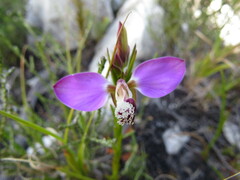 Polygala bracteolata