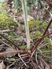 Dryopteris rubiginosa