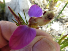 Polygala bracteolata