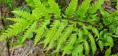 Pteris carsei