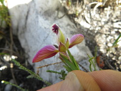 Polygala bracteolata
