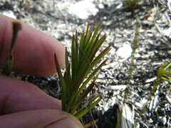 Polygala bracteolata