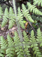 Dryopteris rubiginosa