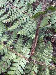 Dryopteris rubiginosa