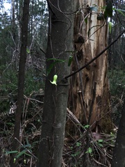 Billardiera mutabilis
