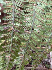 Dryopteris rubiginosa