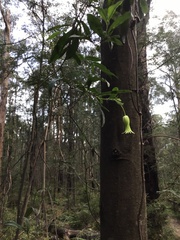 Billardiera mutabilis