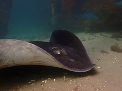 Bathytoshia brevicaudata