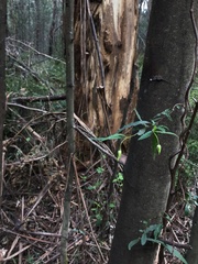 Billardiera mutabilis