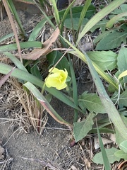 Oenothera laciniata
