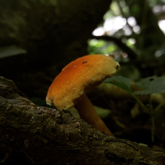 Gyroporus