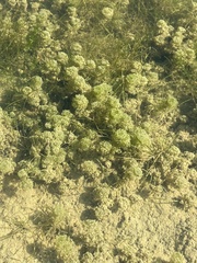 Nitella hyalina
