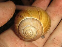 Xanthomelon saginatum