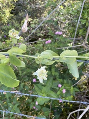 Passiflora subpeltata