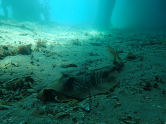 Trygonorrhina dumerilii