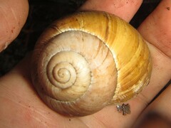 Xanthomelon saginatum