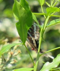 Graphium colonna